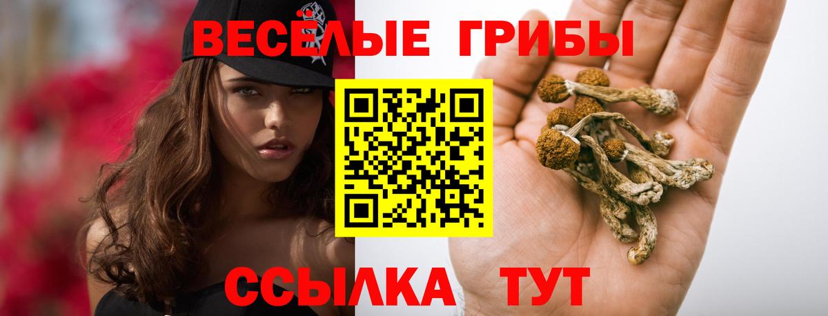 Псилоцибиновые грибы Psilocybe Знаменск